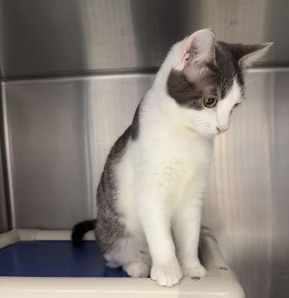 Salami (with Cilantro)