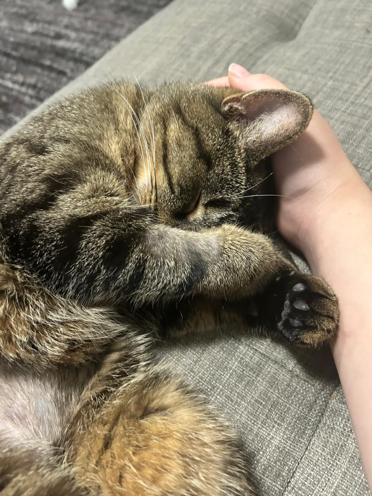 Toki, ADOPTABLE, Adult Female American Shorthair.