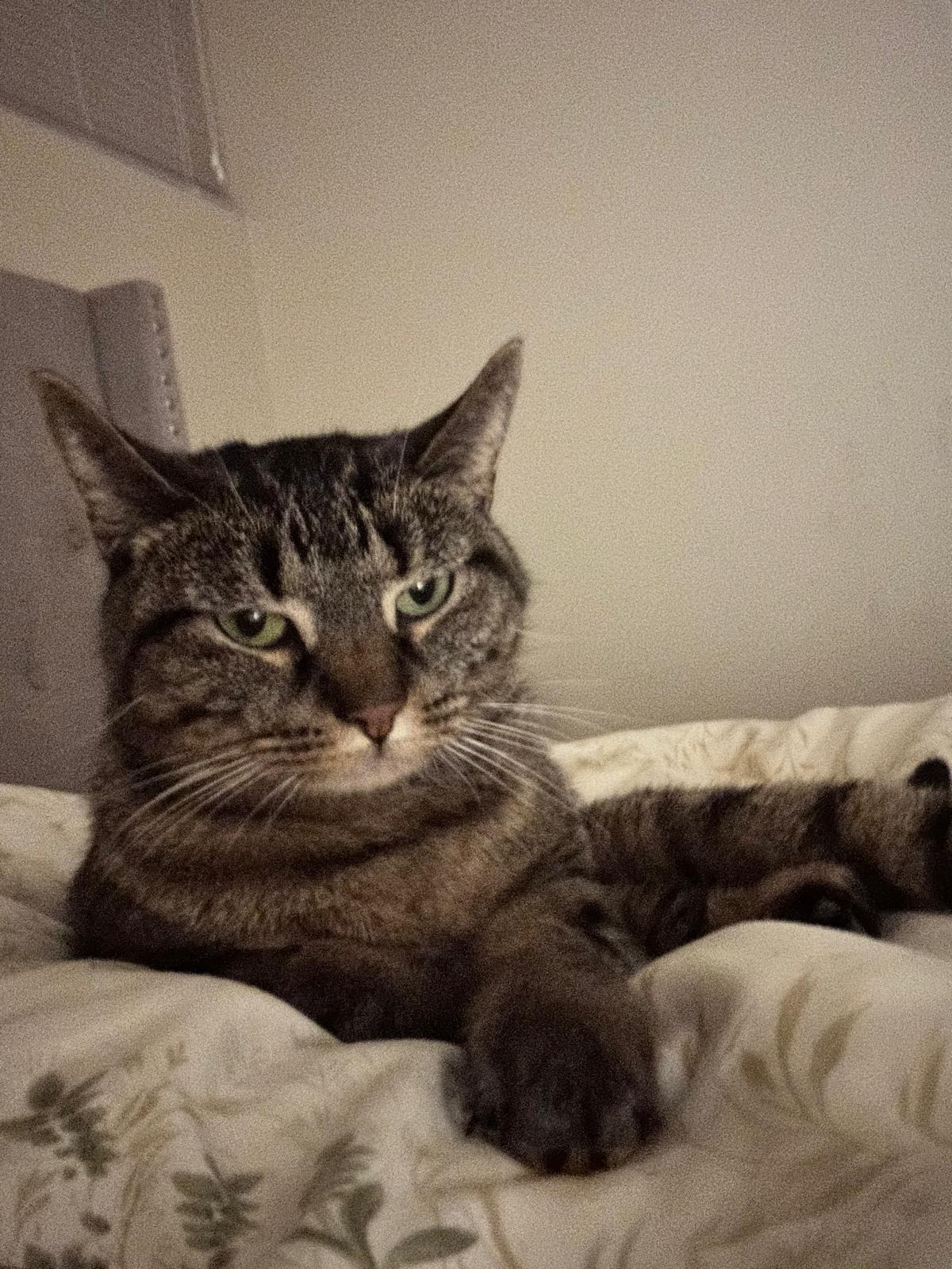 Enlarge Toki, a ADOPTABLE American Shorthair in Markham, ON image 2/4