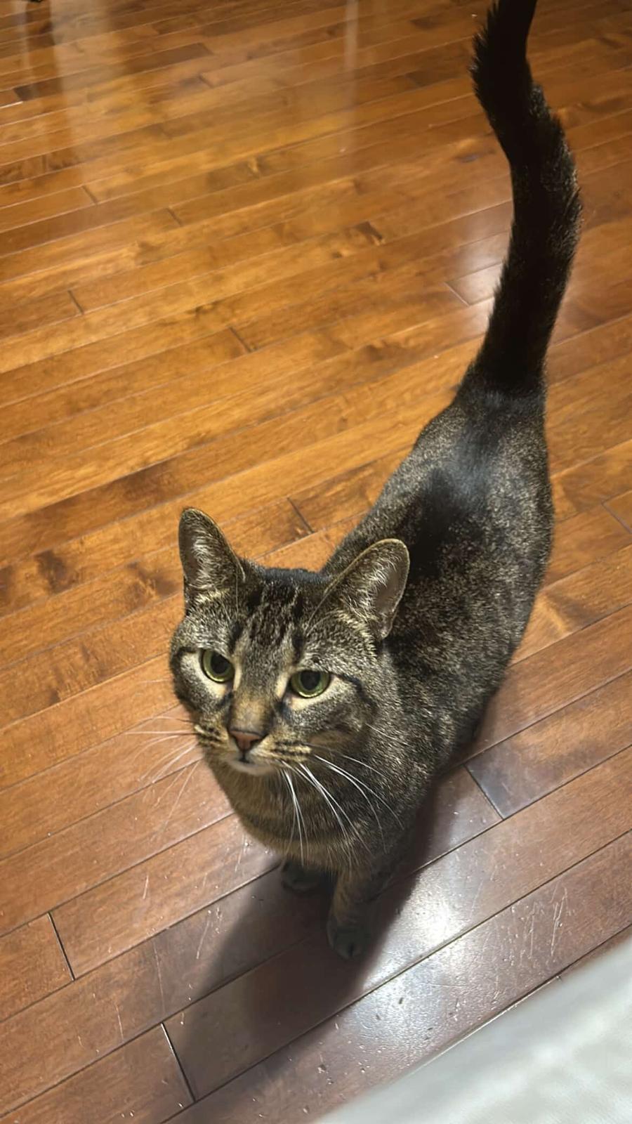 Enlarge Toki, a ADOPTABLE American Shorthair in Markham, ON image 4/4