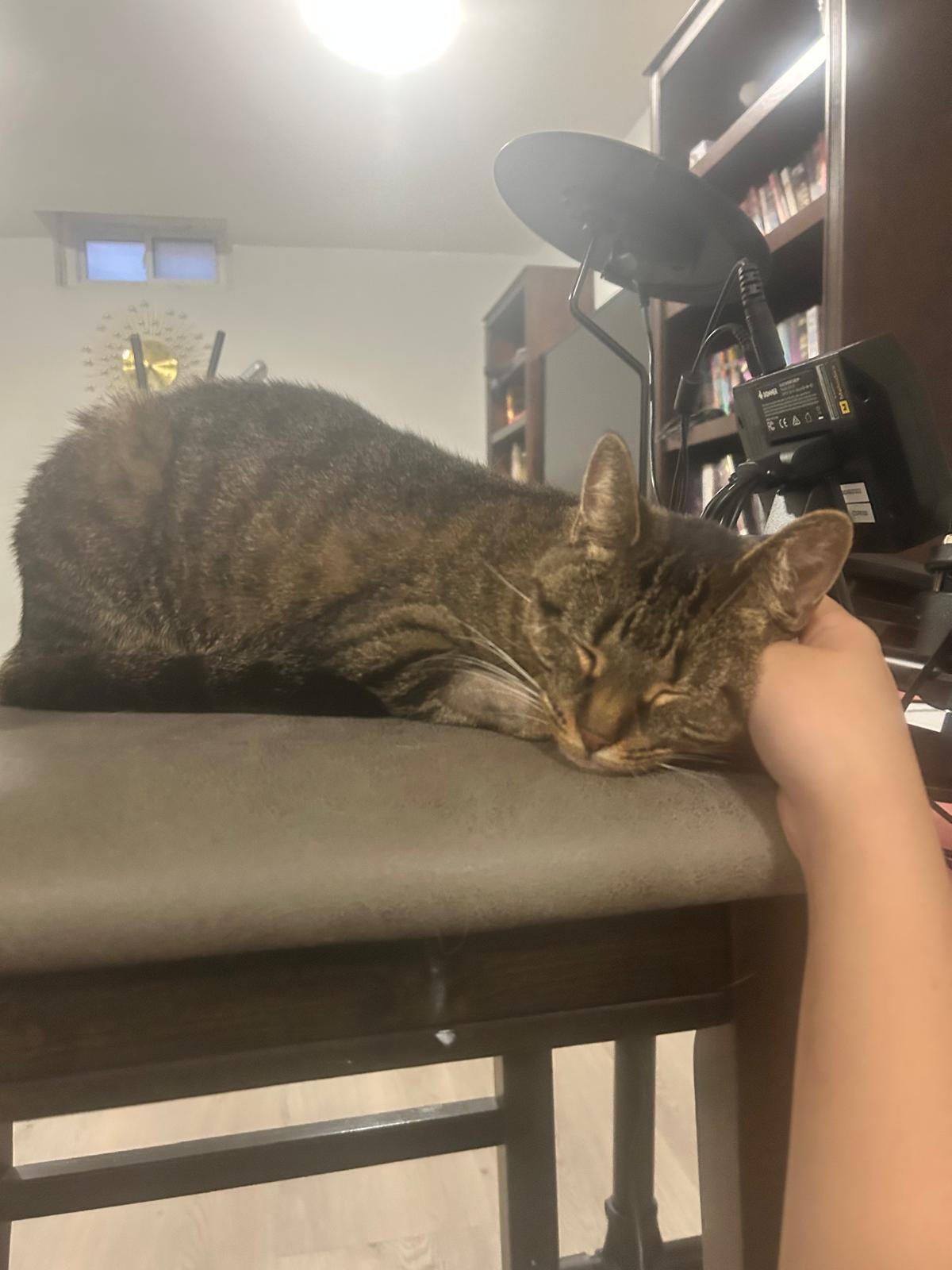 Enlarge Toki, a ADOPTABLE American Shorthair in Markham, ON image 3/4