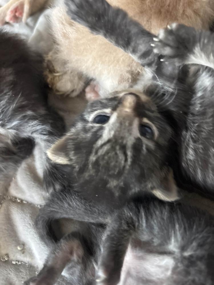 Rhen, Adoptable, Kitten Female Domestic Short Hair.