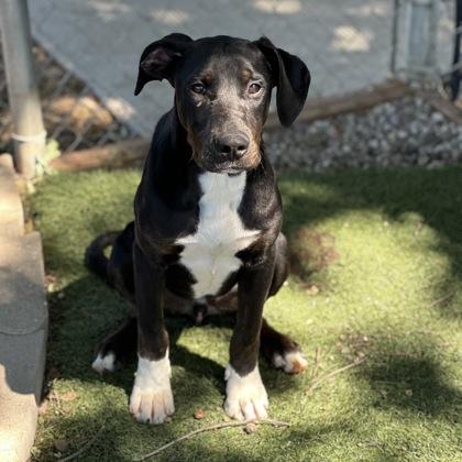Enlarge Snickers, an adoptable mixed breed in Red Bluff, CA image 2/2