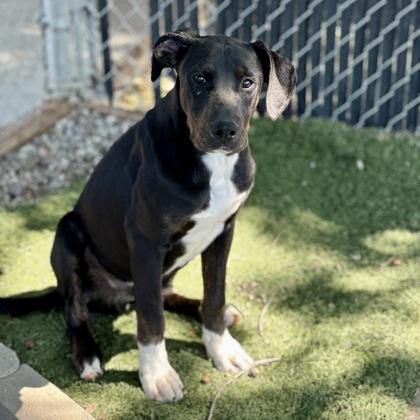 Enlarge Snickers, an adoptable mixed breed in Red Bluff, CA image 1/2