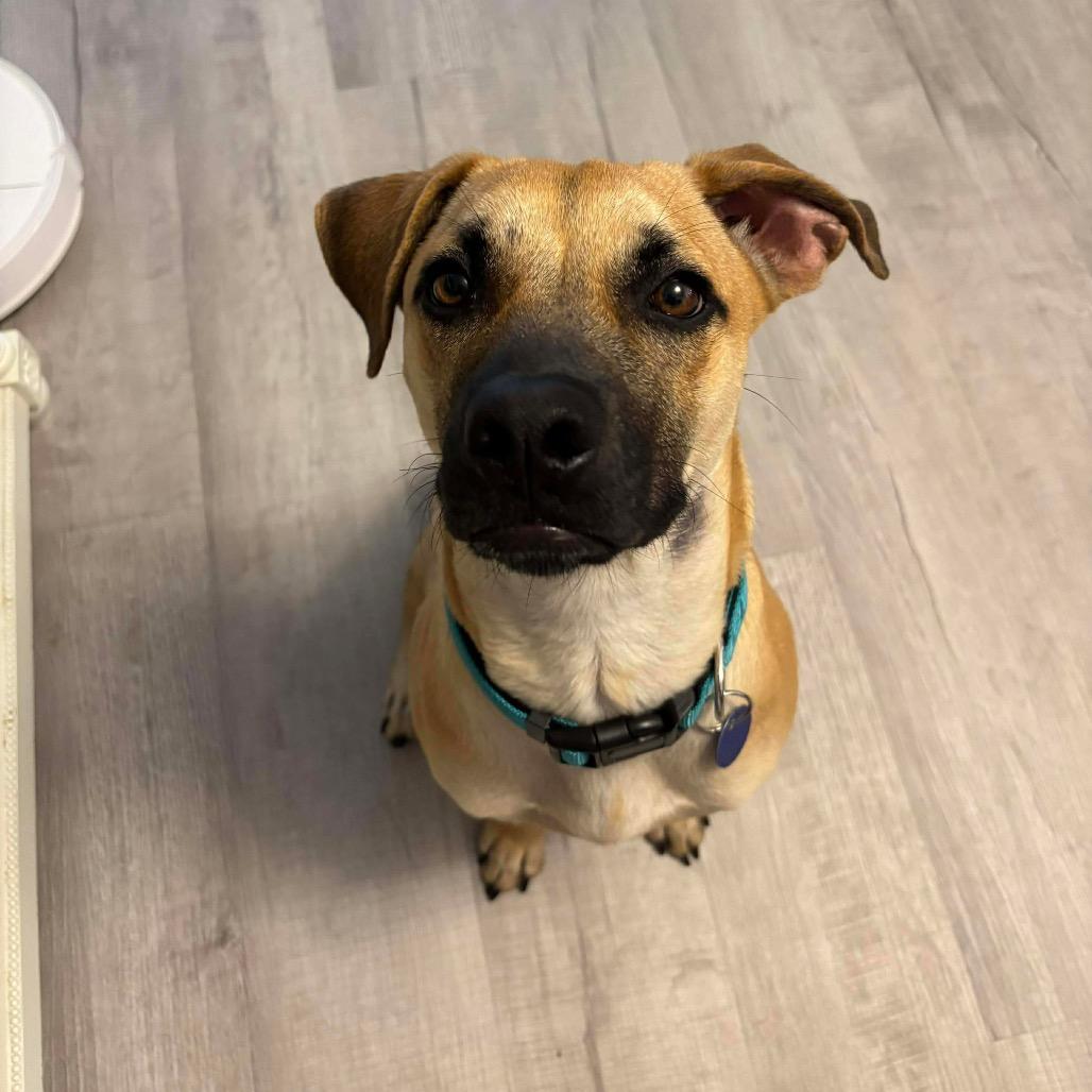 Enlarge Cyclone, a Adoptable Black Mouth Cur in Tampa, FL image 1/4