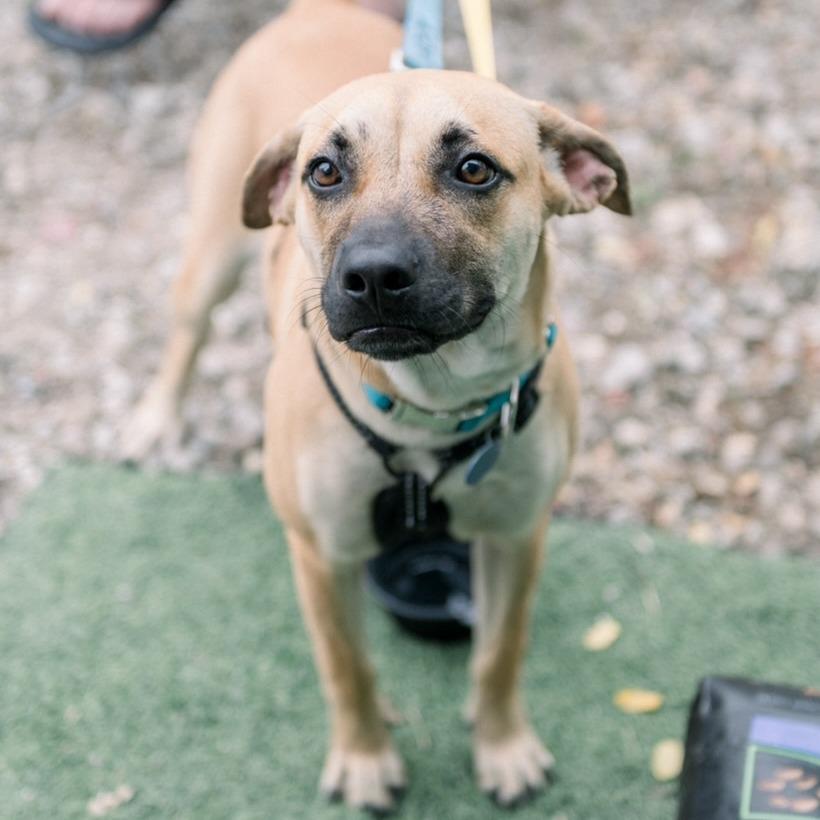 Enlarge Cyclone, a Adoptable Black Mouth Cur in Tampa, FL image 1/2