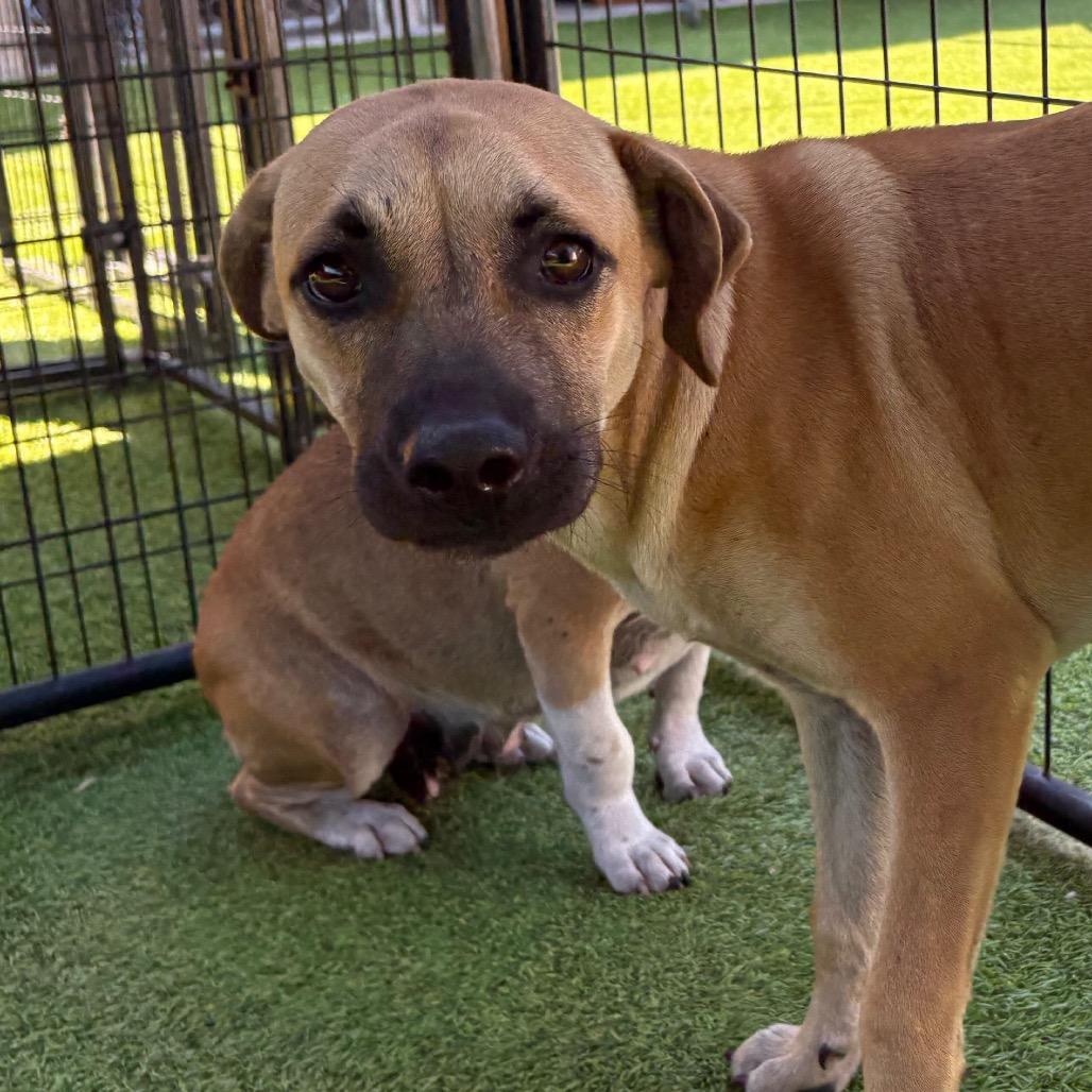 Enlarge Cyclone, a Adoptable Black Mouth Cur in Tampa, FL image 2/2