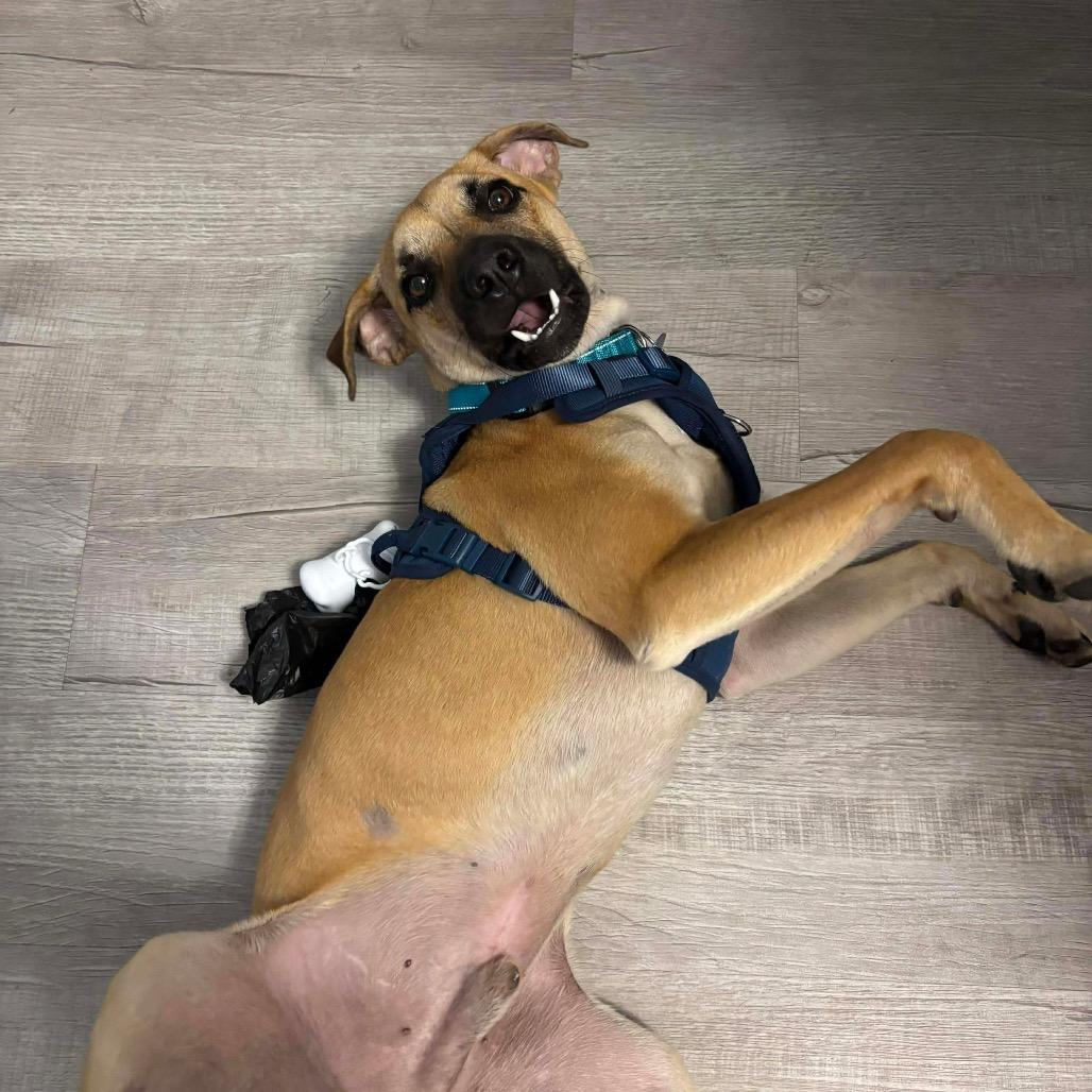 Enlarge Cyclone, a Adoptable Black Mouth Cur in Tampa, FL image 4/4