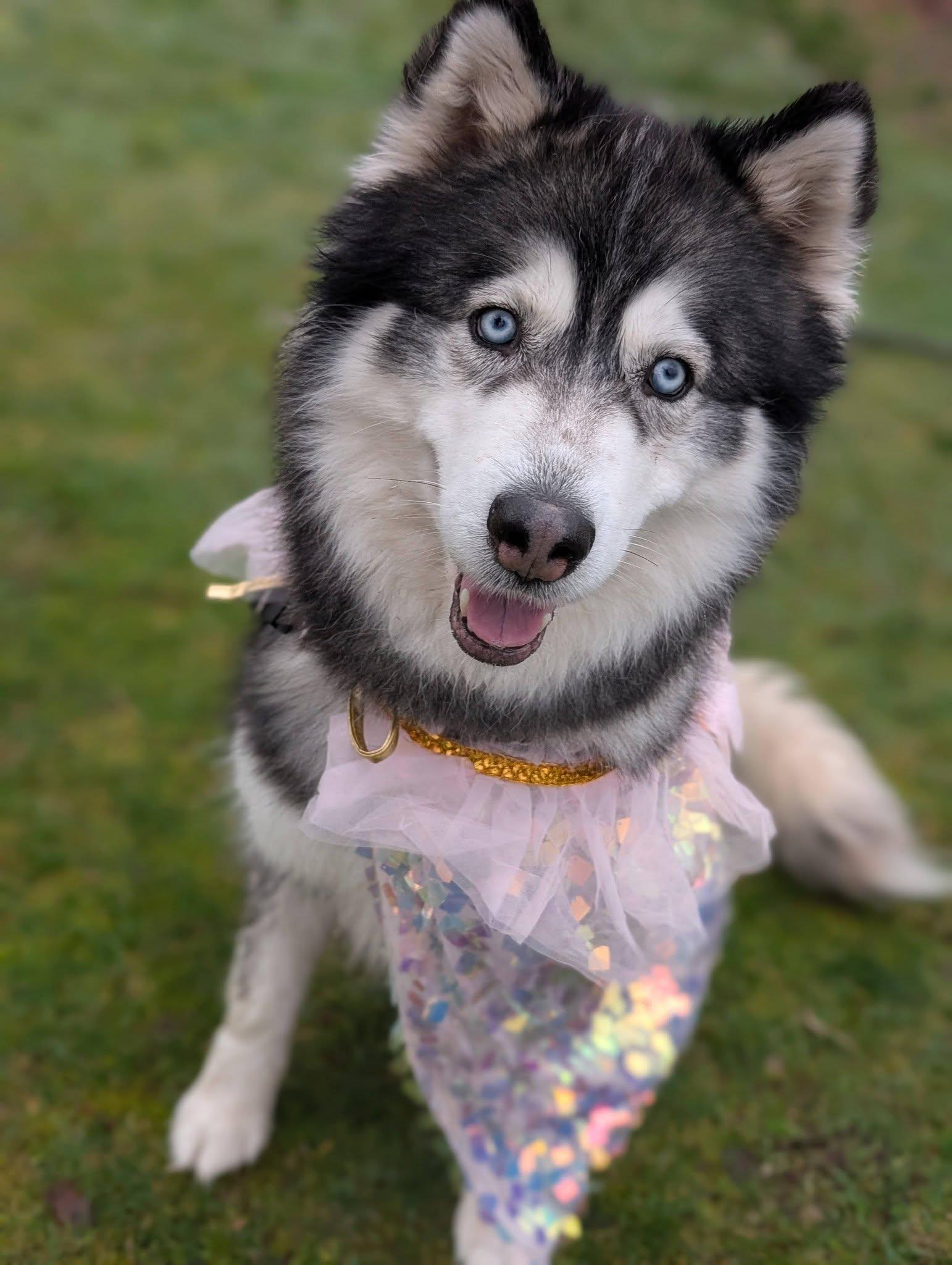 Enlarge Roxy, a Adoptable Husky in Bellingham, WA image 1/6