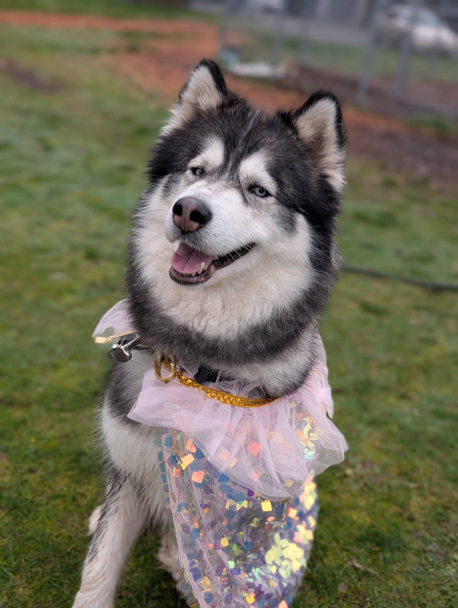 Enlarge Roxy, a Adoptable Husky in Bellingham, WA image 3/6