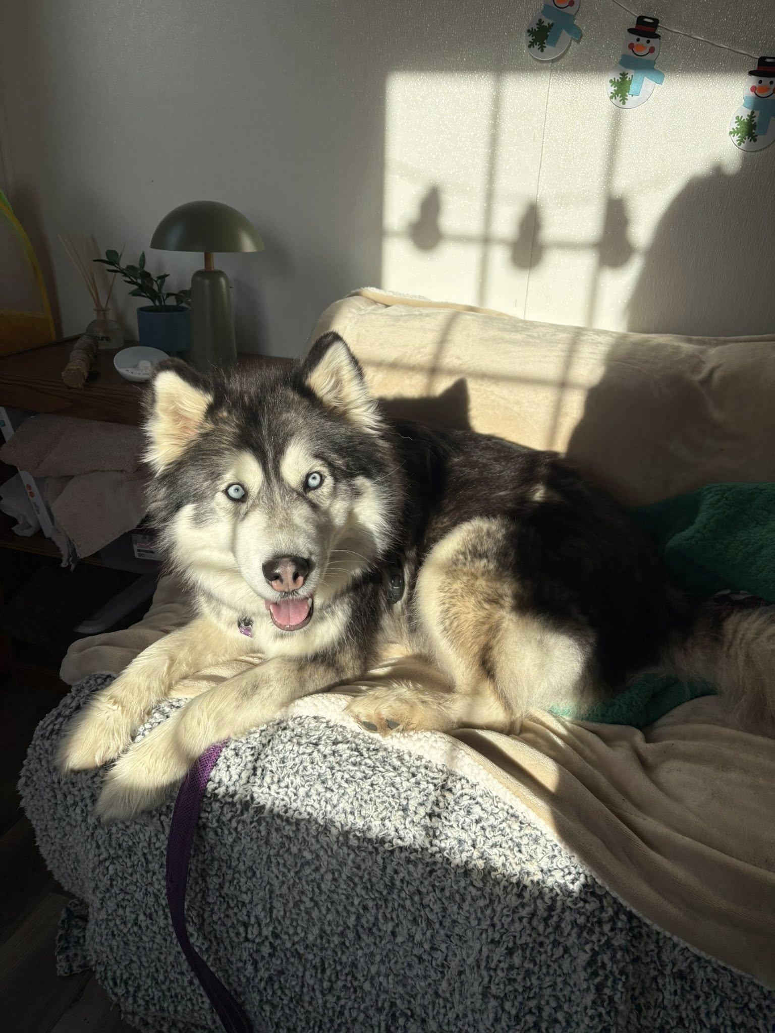 Enlarge Roxy, a Adoptable Husky in Bellingham, WA image 6/6