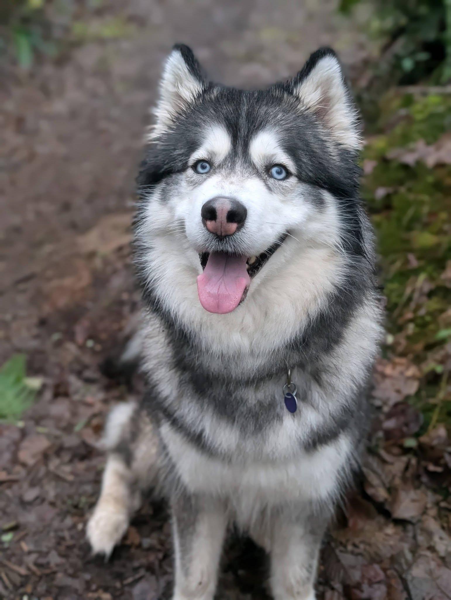 Enlarge Roxy, an adopted Husky in Bellingham, WA image 3/6
