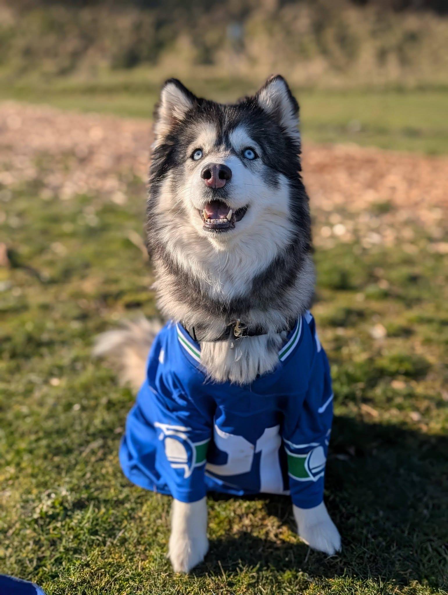 Enlarge Roxy, an adopted Husky in Bellingham, WA image 5/6
