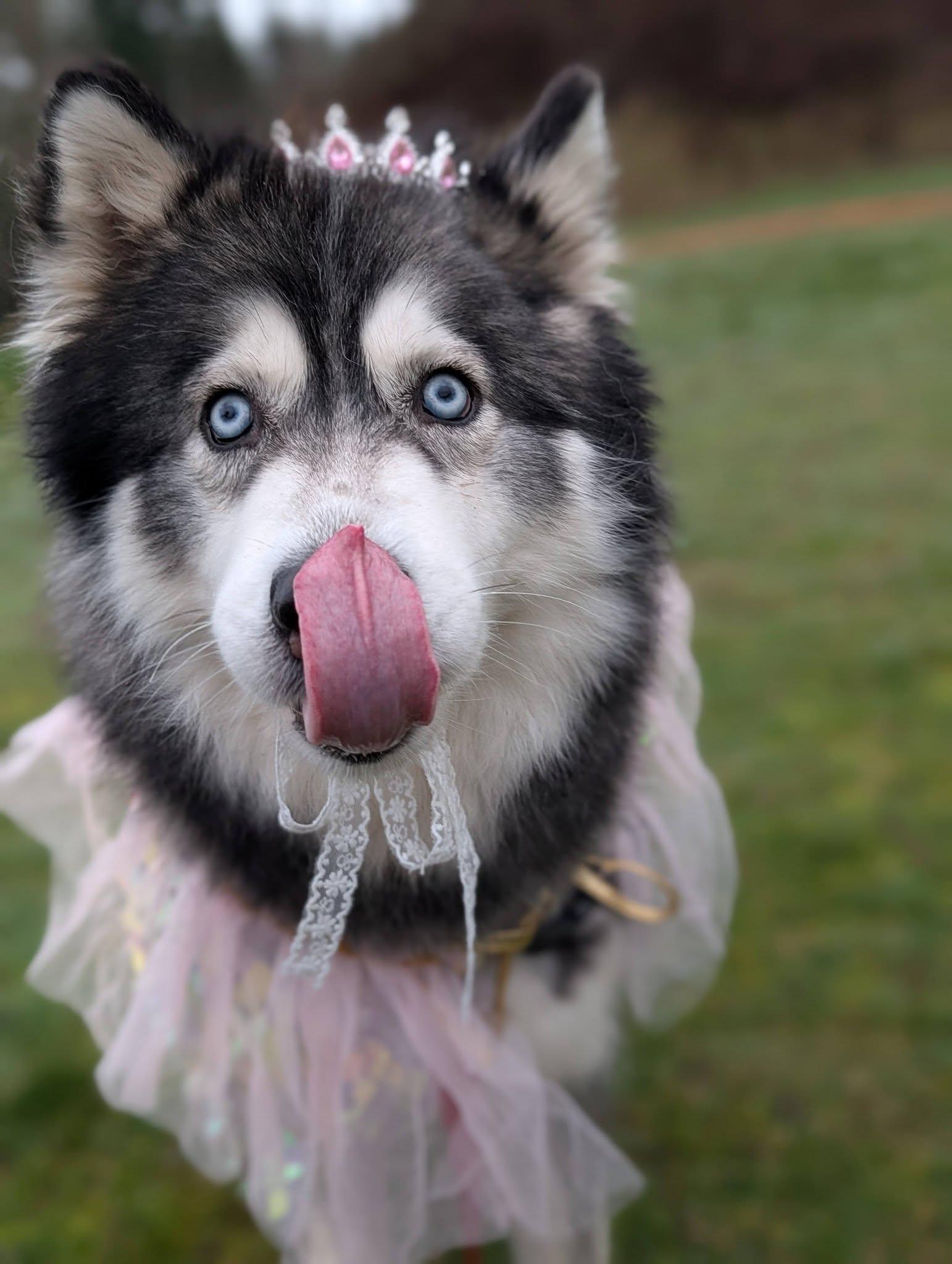 Enlarge Roxy, a Adoptable Husky in Bellingham, WA image 2/6