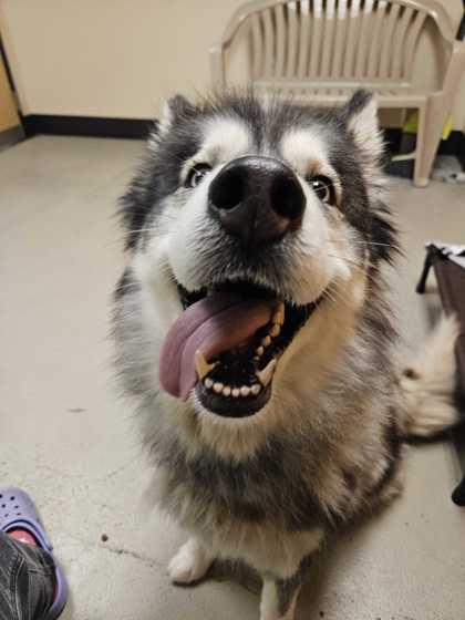 Roxy, a Adoptable Husky in Bellingham, WA image 1/3