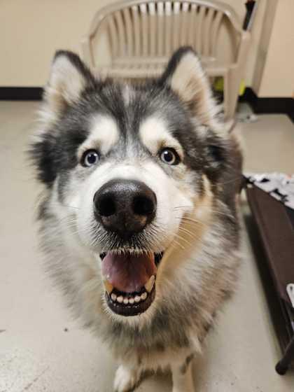 Roxy, a Adoptable Husky in Bellingham, WA image 2/3