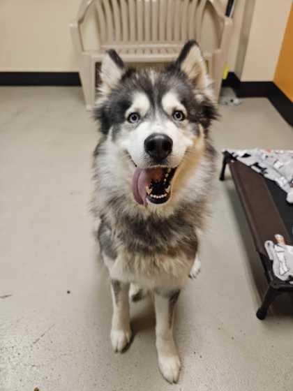 Roxy, a Adoptable Husky in Bellingham, WA image 3/3