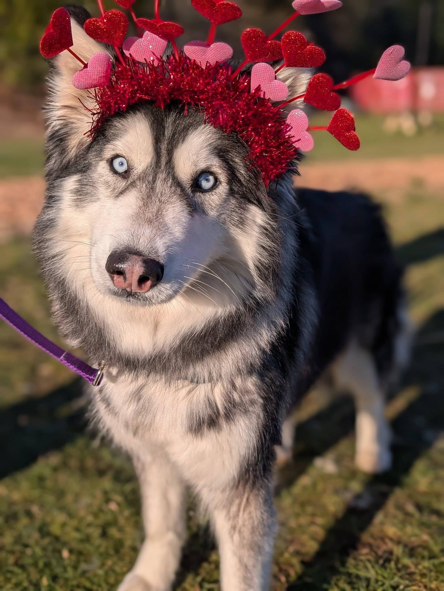 Enlarge Roxy, an adopted Husky in Bellingham, WA image 1/6
