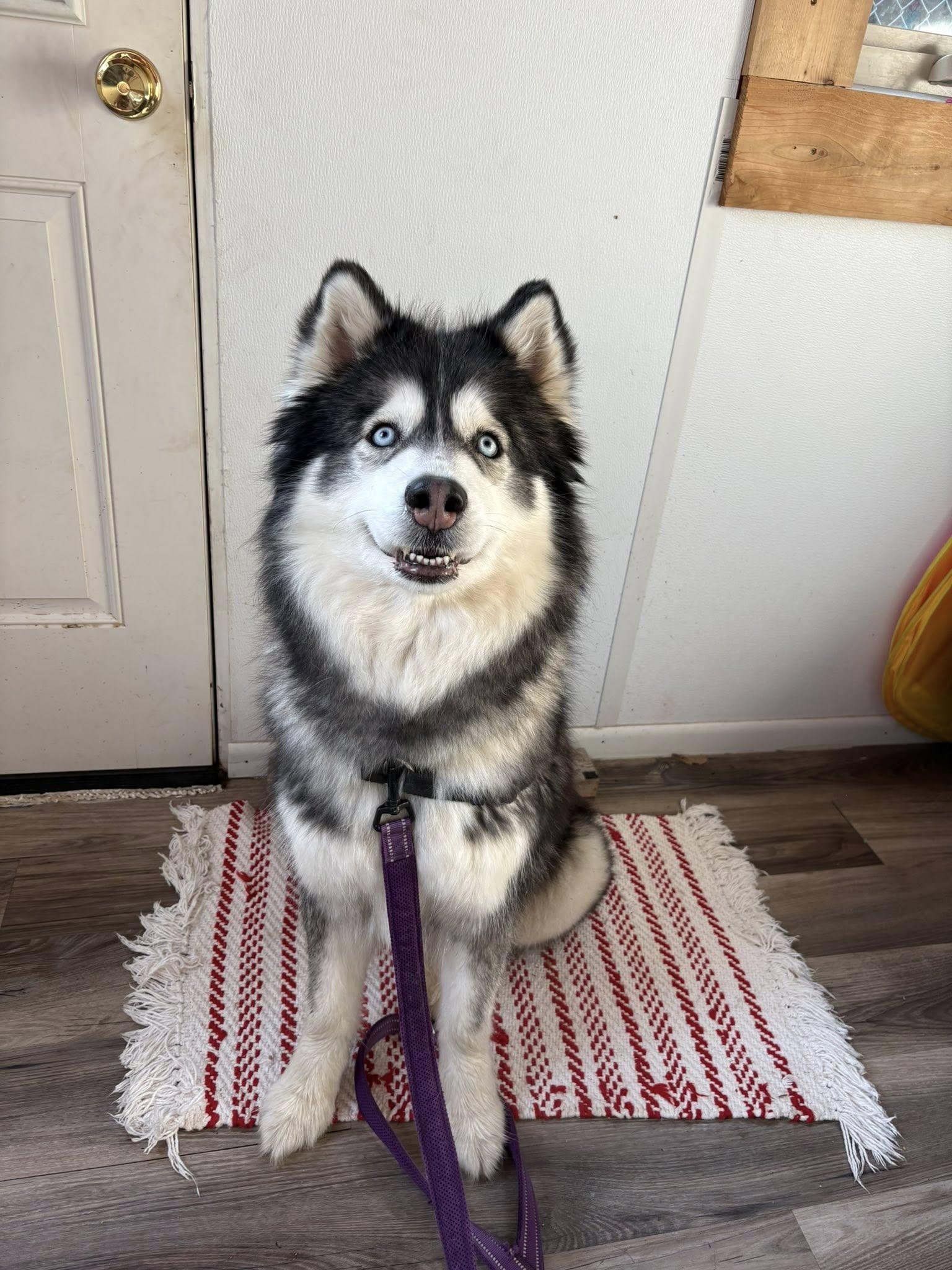 Enlarge Roxy, a Adoptable Husky in Bellingham, WA image 5/6