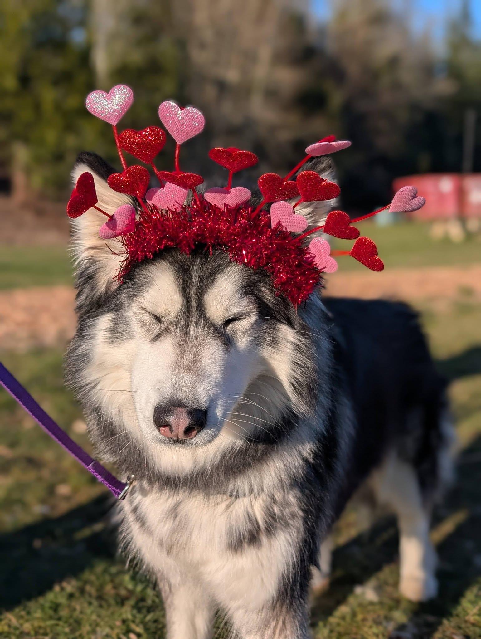 Enlarge Roxy, an adopted Husky in Bellingham, WA image 4/6