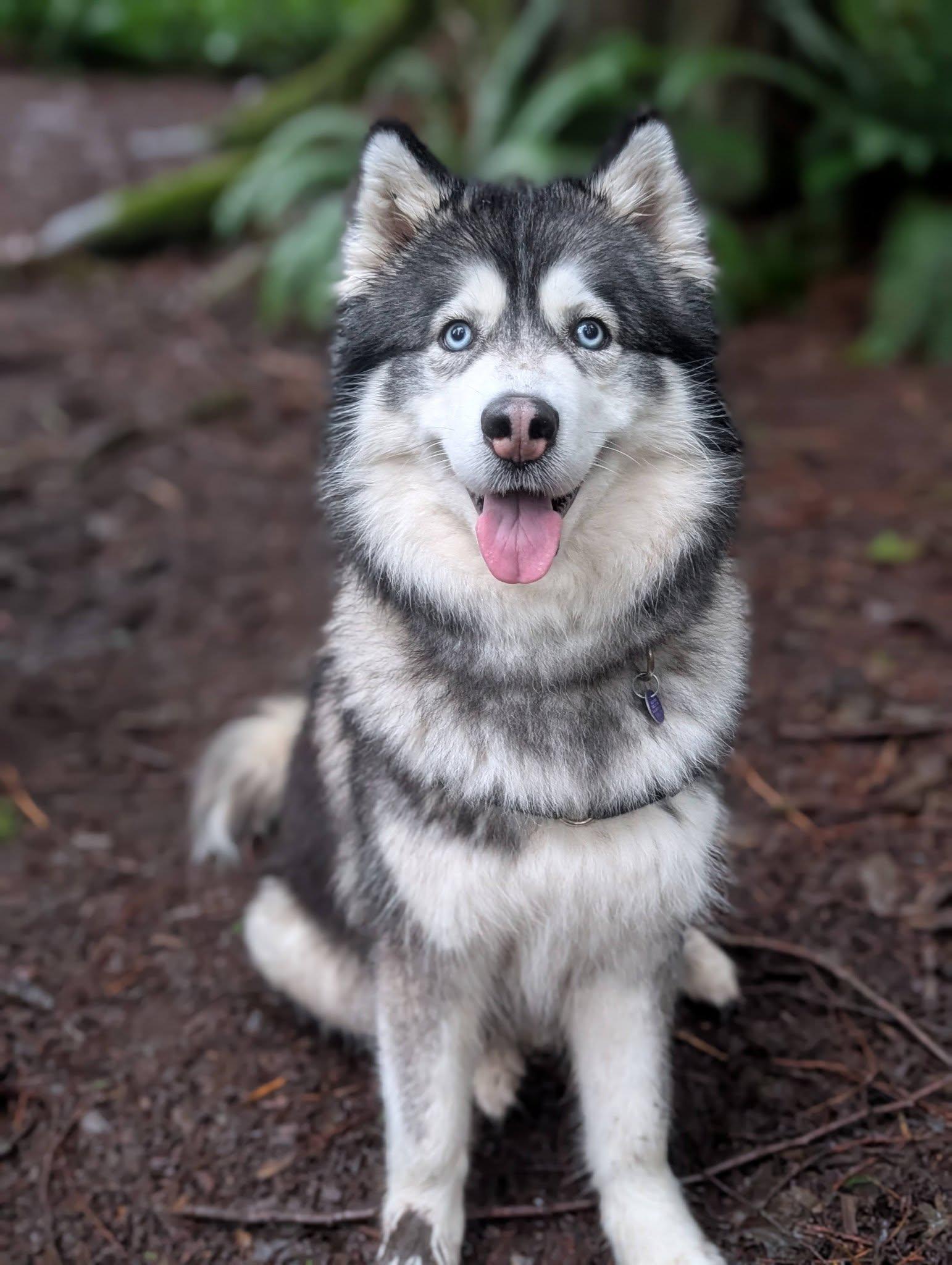 Enlarge Roxy, an adopted Husky in Bellingham, WA image 2/6