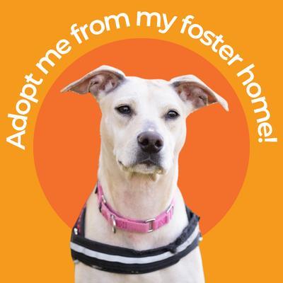 Enlarge Vega , a ADOPTABLE Mixed Breed in Hilliard, OH image 1/3