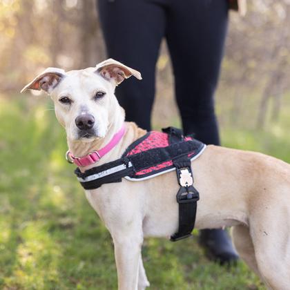 Enlarge Vega , a ADOPTABLE Mixed Breed in Hilliard, OH image 3/3