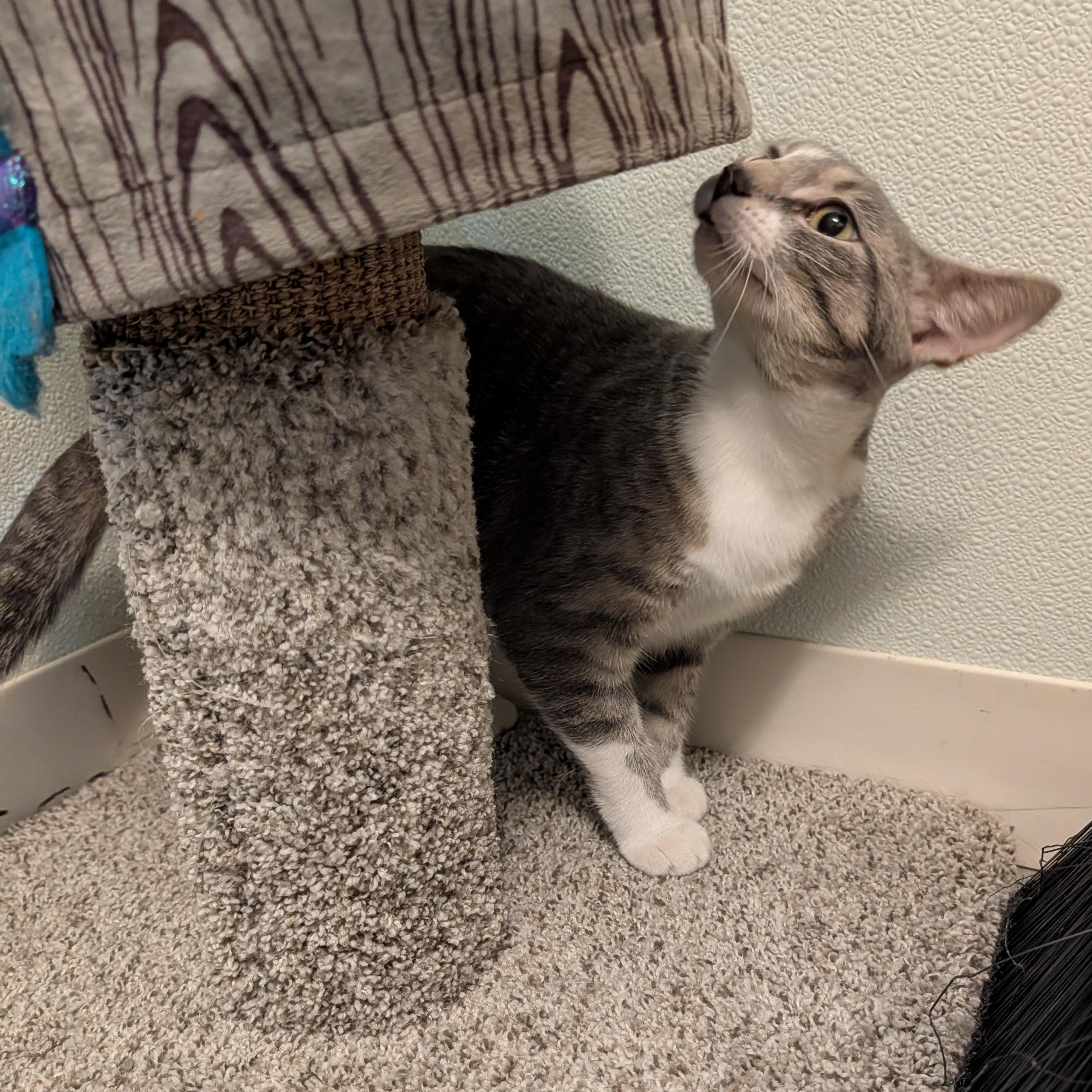 Zombie, an adopted Domestic Short Hair in Manistique, MI image 3/4
