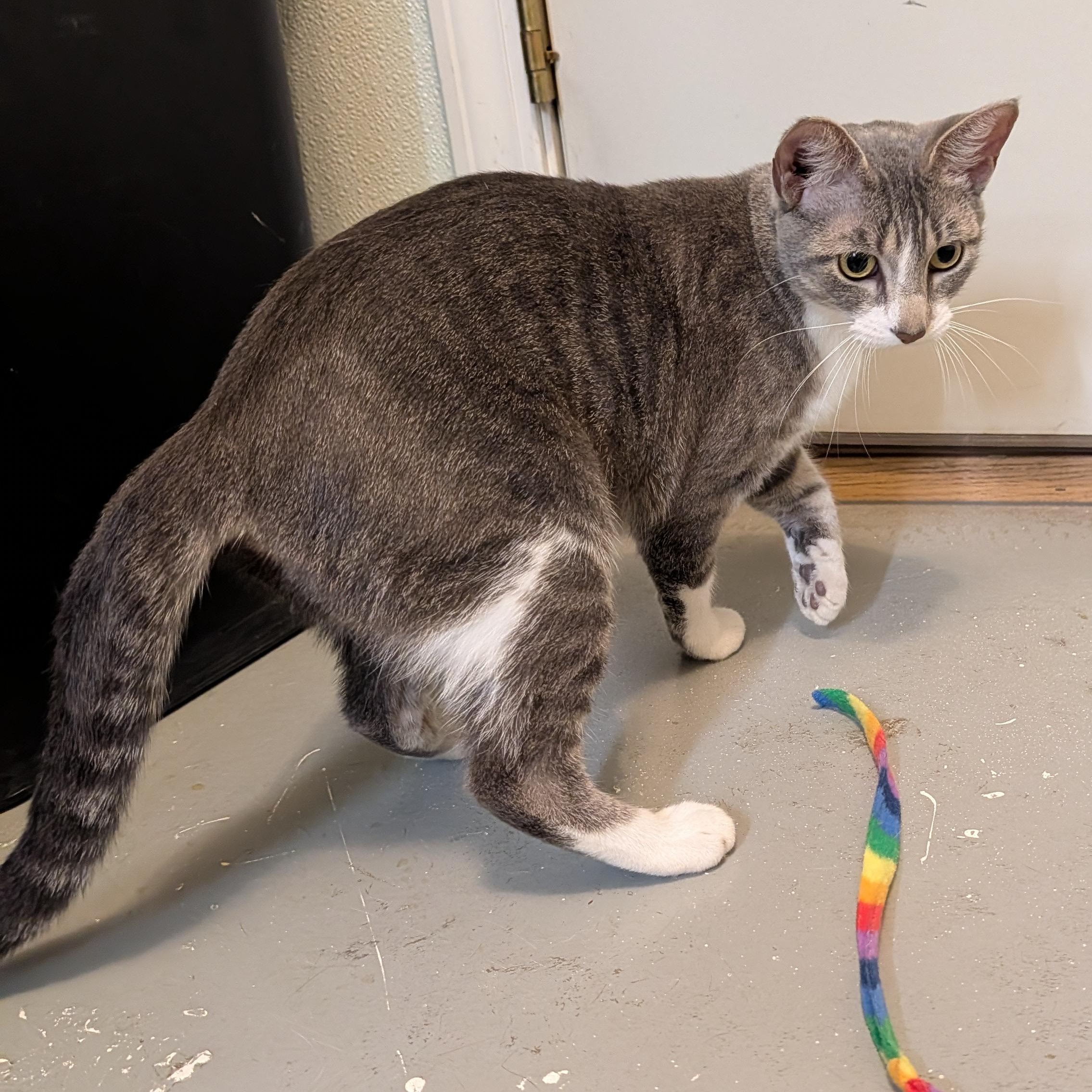 Zombie, an adopted Domestic Short Hair in Manistique, MI image 4/4