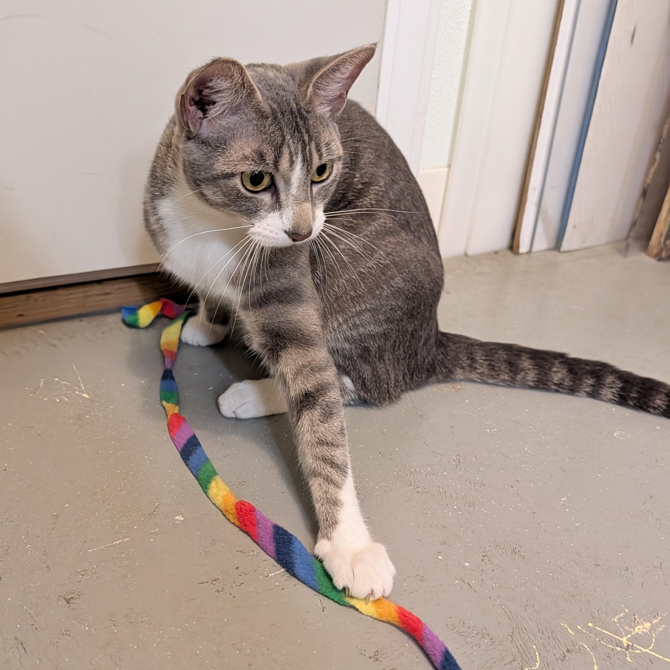 Zombie, an adopted Domestic Short Hair in Manistique, MI image 2/4
