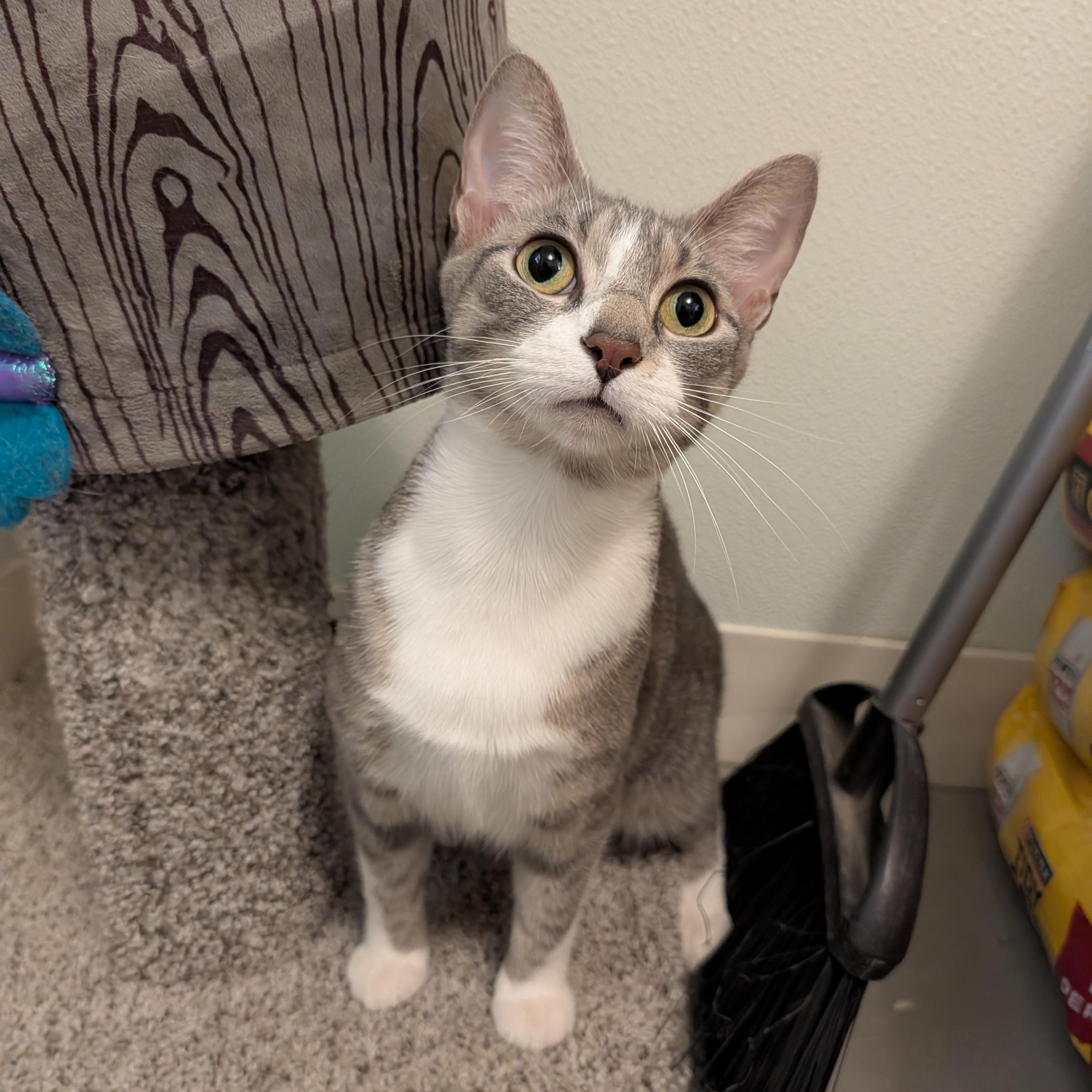 Zombie, adopted, Young Female Domestic Short Hair.