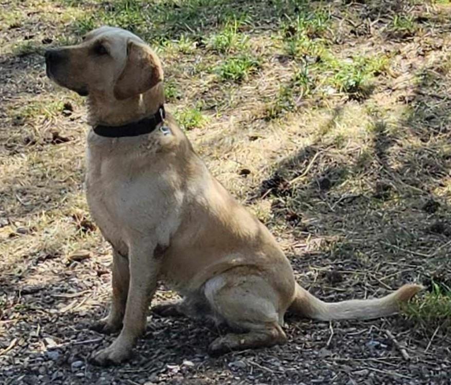 Hunter, Adoptable, Young Male Labrador Retriever.