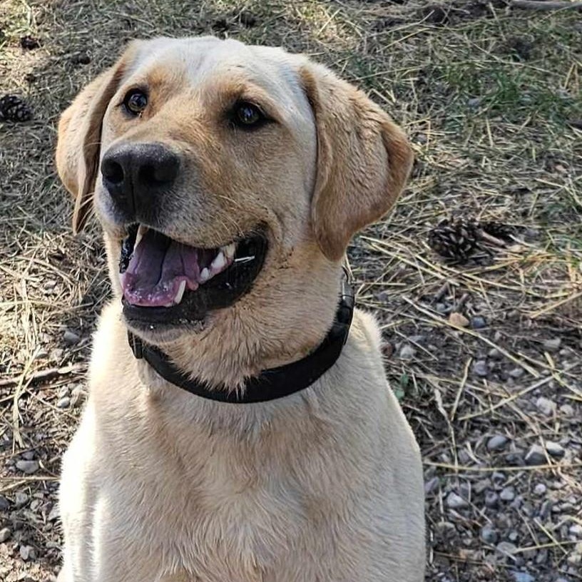 Hunter, an adoptable Labrador Retriever in Libby, MT, 59923 | Photo Image 6