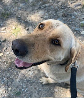 Hunter, an adoptable Labrador Retriever in Libby, MT, 59923 | Photo Image 2