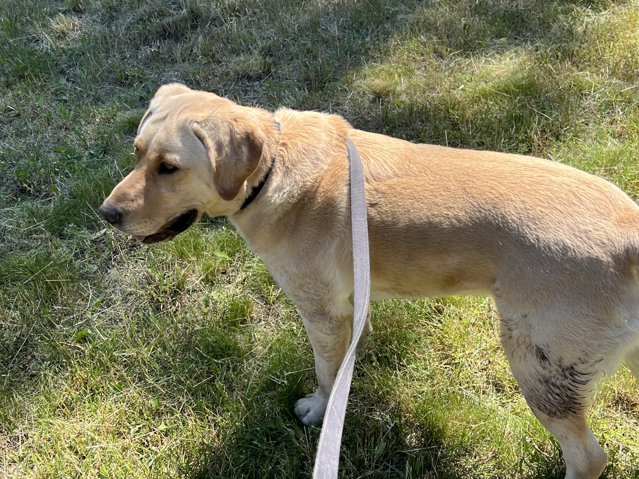 Hunter, an adoptable Labrador Retriever in Libby, MT, 59923 | Photo Image 3