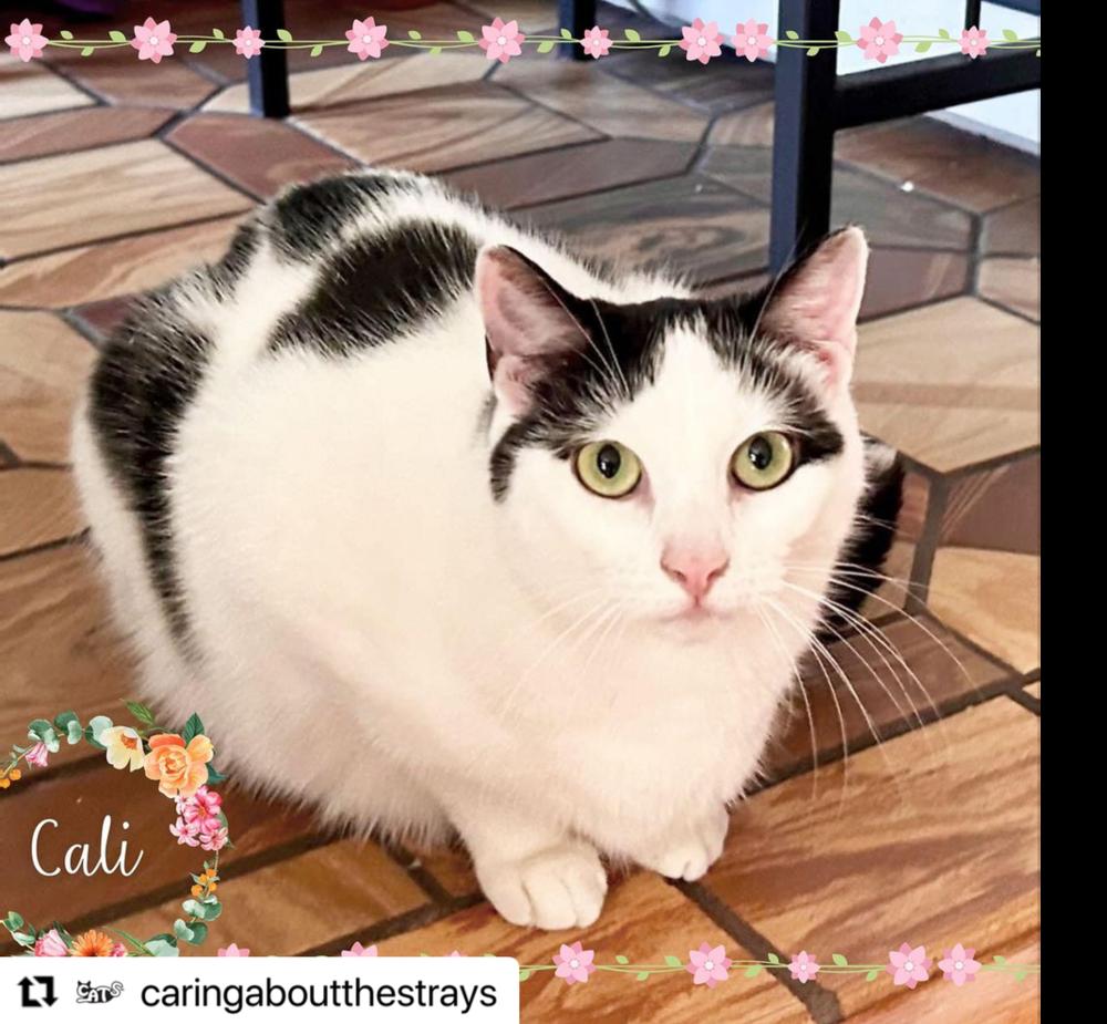 Enlarge Cali, a Adoptable American Shorthair in Westwood, NJ image 1/3