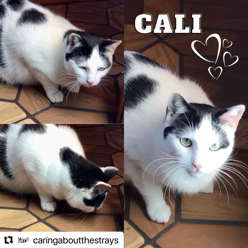 Enlarge Cali, a Adoptable American Shorthair in Westwood, NJ image 3/3