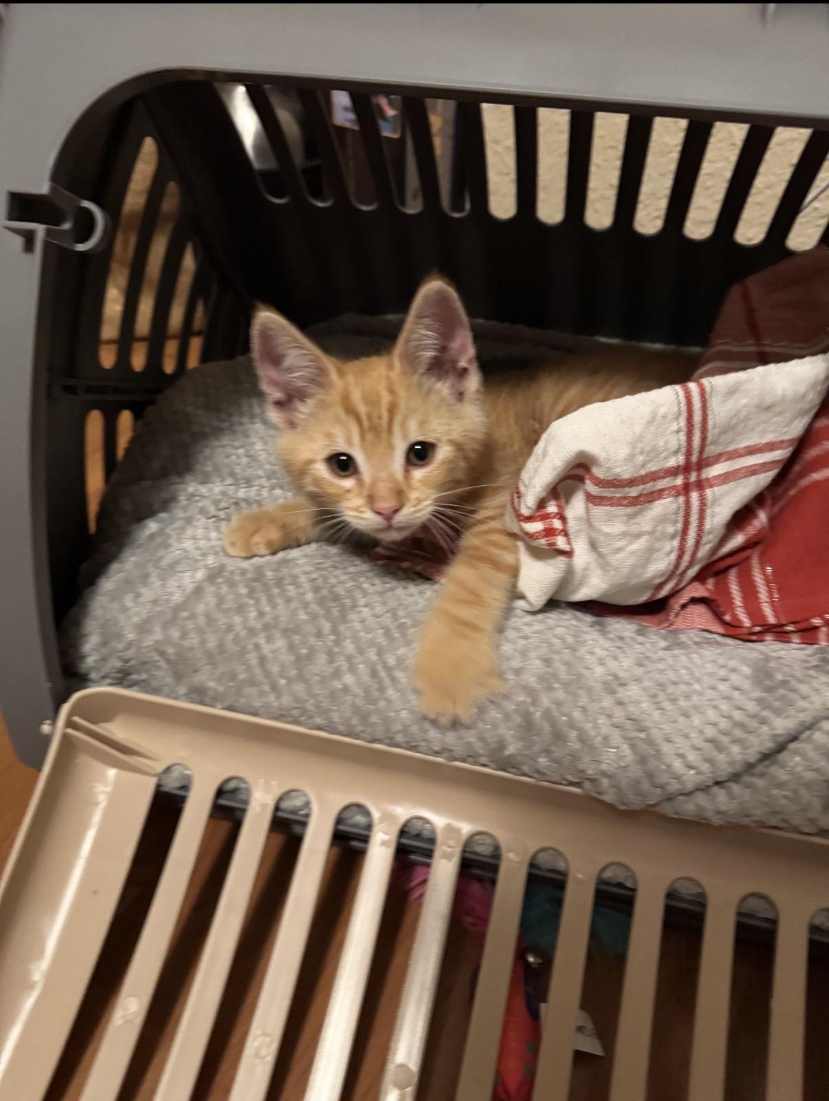 Peaches, a ADOPTABLE Domestic Short Hair in Oceanside, CA image 2/5