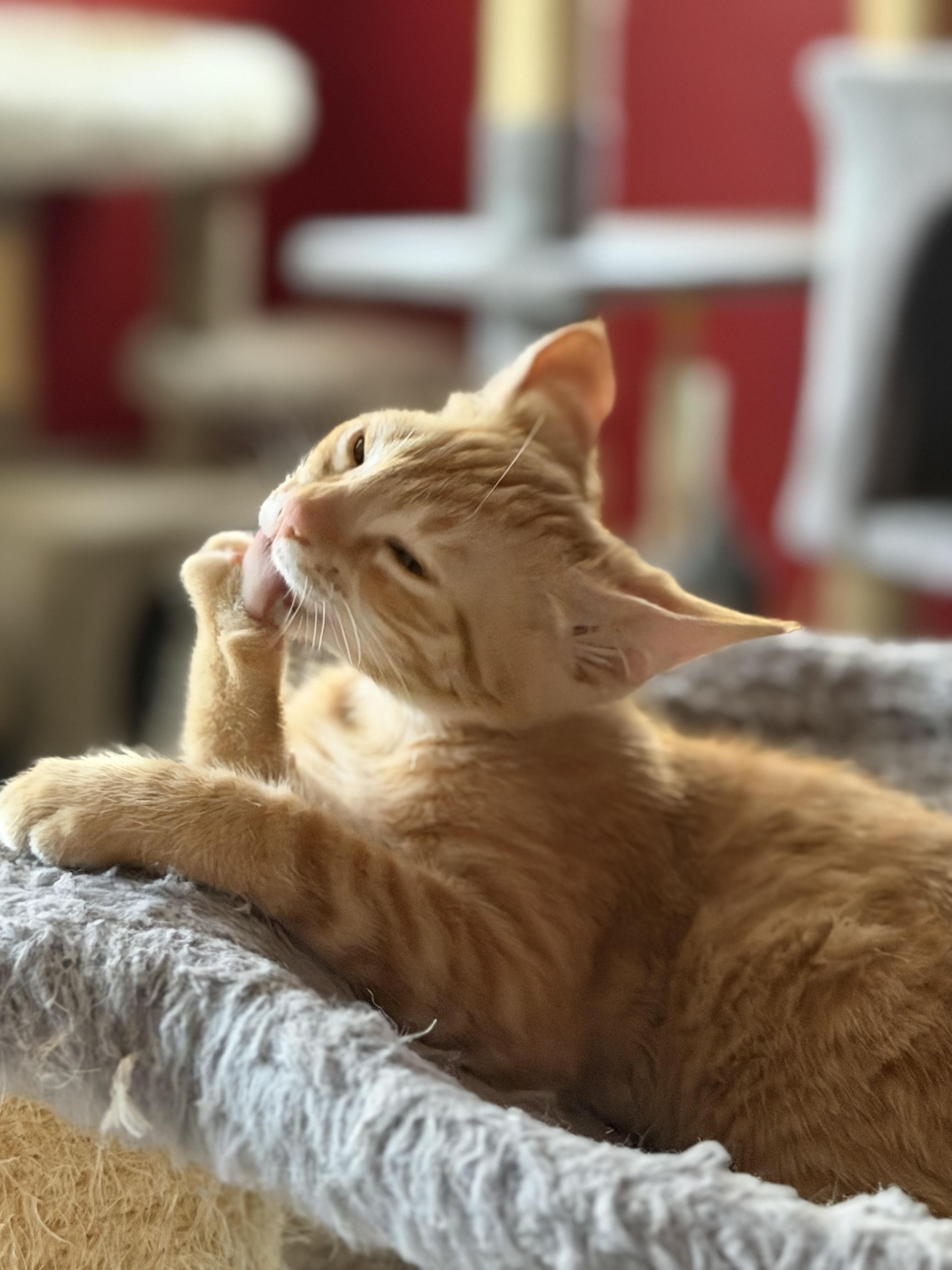 Peaches, a ADOPTABLE Domestic Short Hair in Oceanside, CA image 5/5