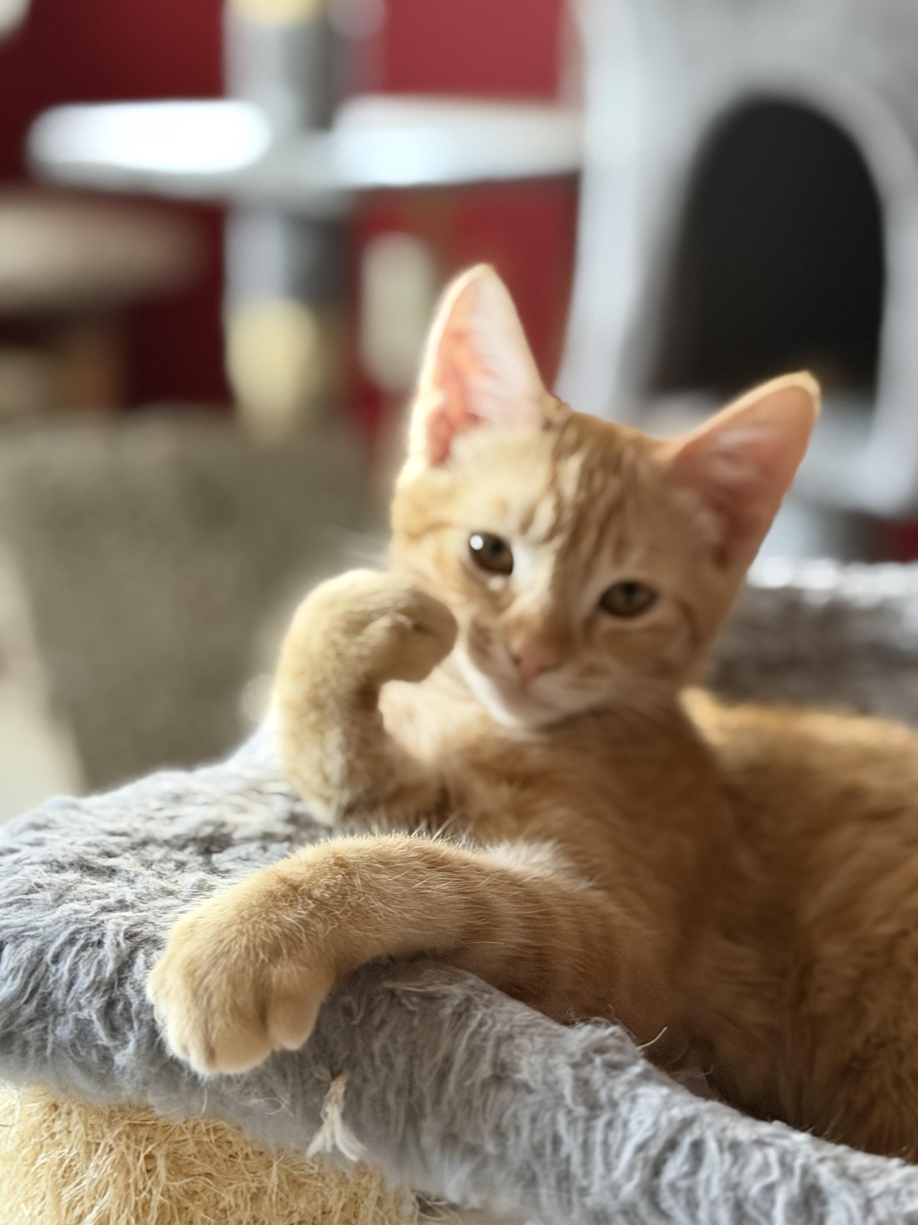 Peaches, a ADOPTABLE Domestic Short Hair in Oceanside, CA image 1/5
