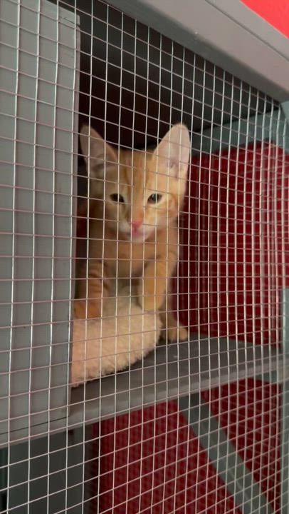 Enlarge Peaches, a ADOPTABLE Domestic Short Hair in Oceanside, CA video 4/5