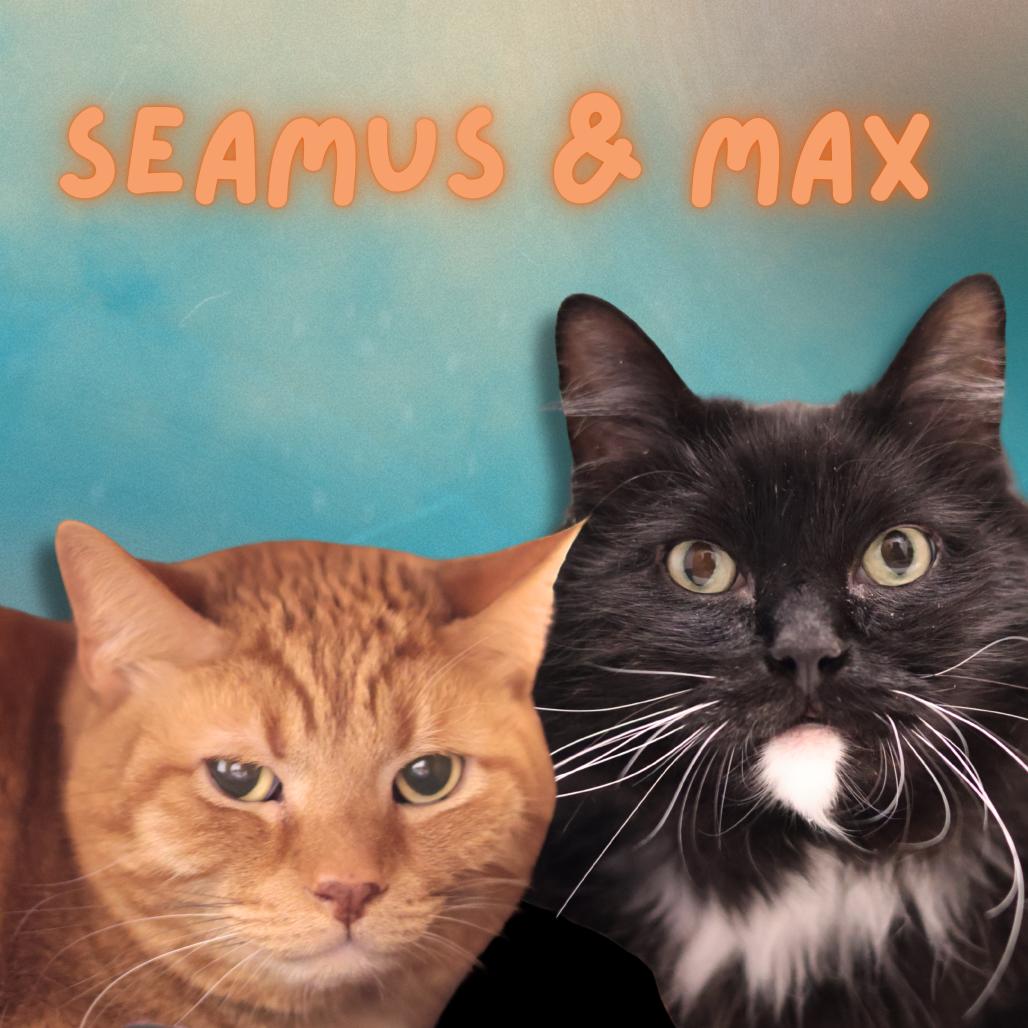 Enlarge Seamus O'Reilly & Max, a Adoptable mixed breed in Philadelphia, PA image 4/5