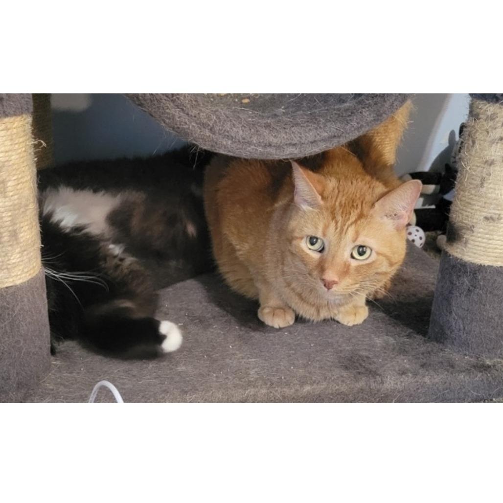 Enlarge Seamus O'Reilly & Max, a Adoptable mixed breed in Philadelphia, PA image 5/5