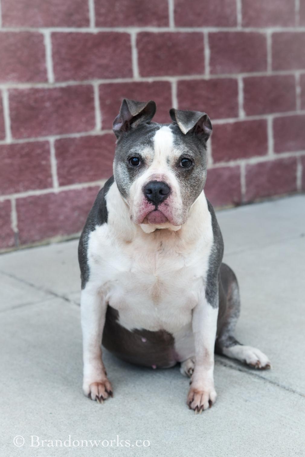 Skye, a ADOPTABLE mixed breed in Stafford, VA image 4/5