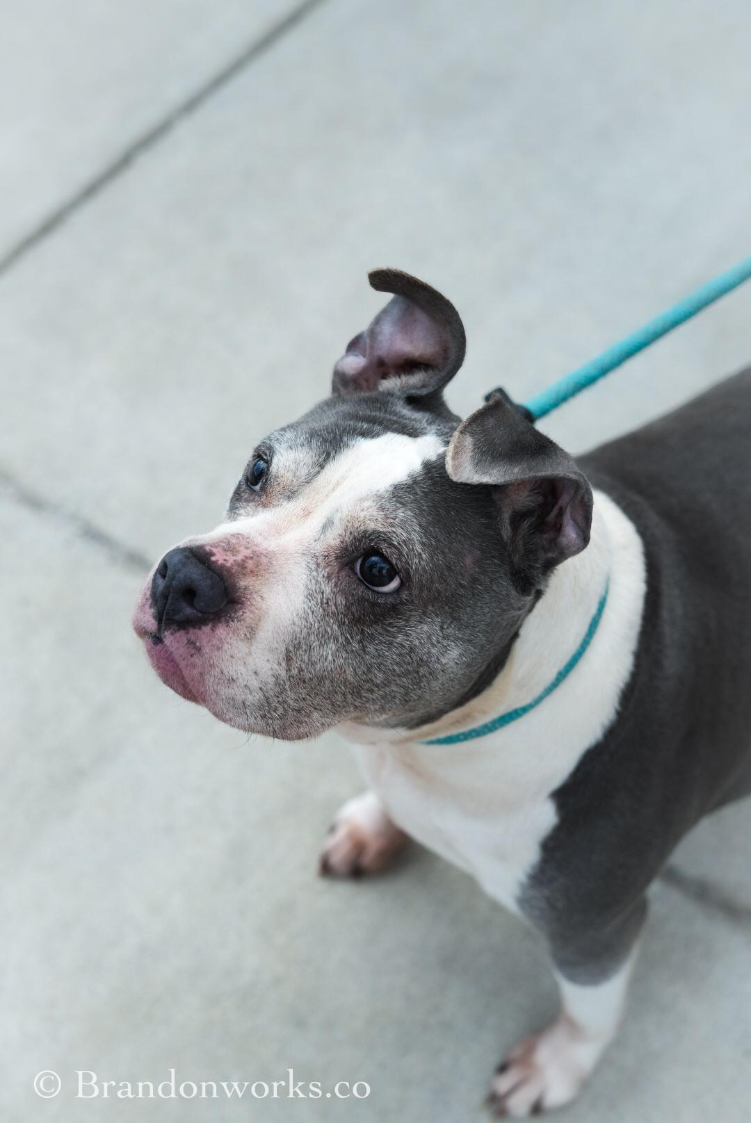 Skye, a ADOPTABLE mixed breed in Stafford, VA image 5/5