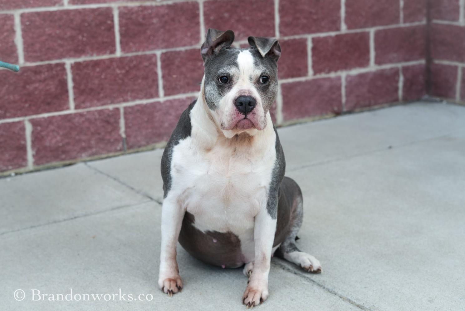 Skye, a ADOPTABLE mixed breed in Stafford, VA image 3/5