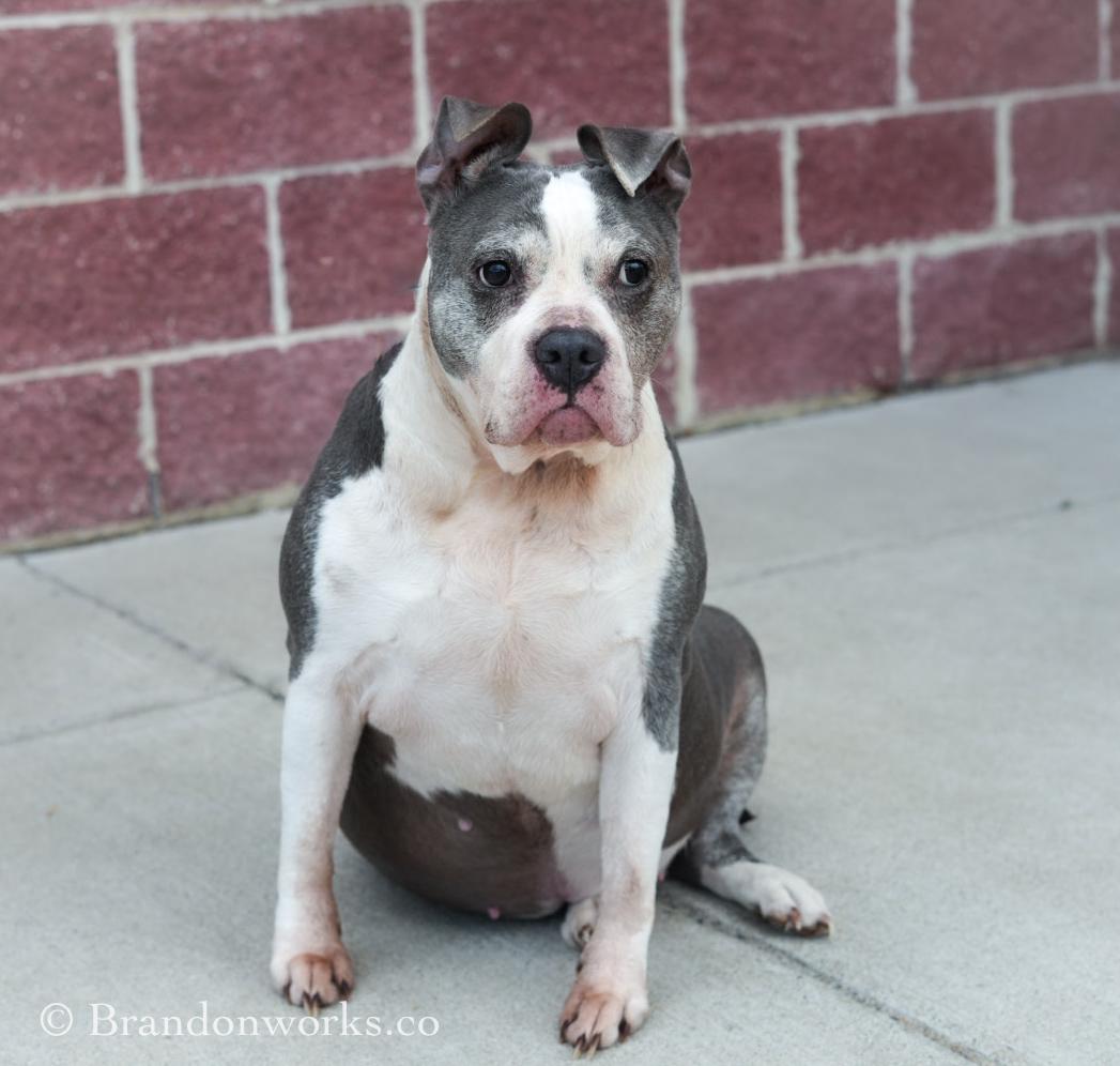 Skye, a ADOPTABLE mixed breed in Stafford, VA image 1/5