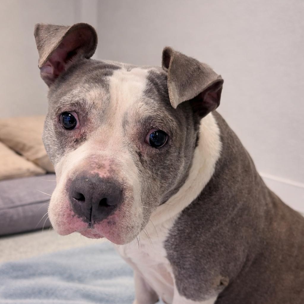 Skye, a ADOPTABLE mixed breed in Stafford, VA image 2/5