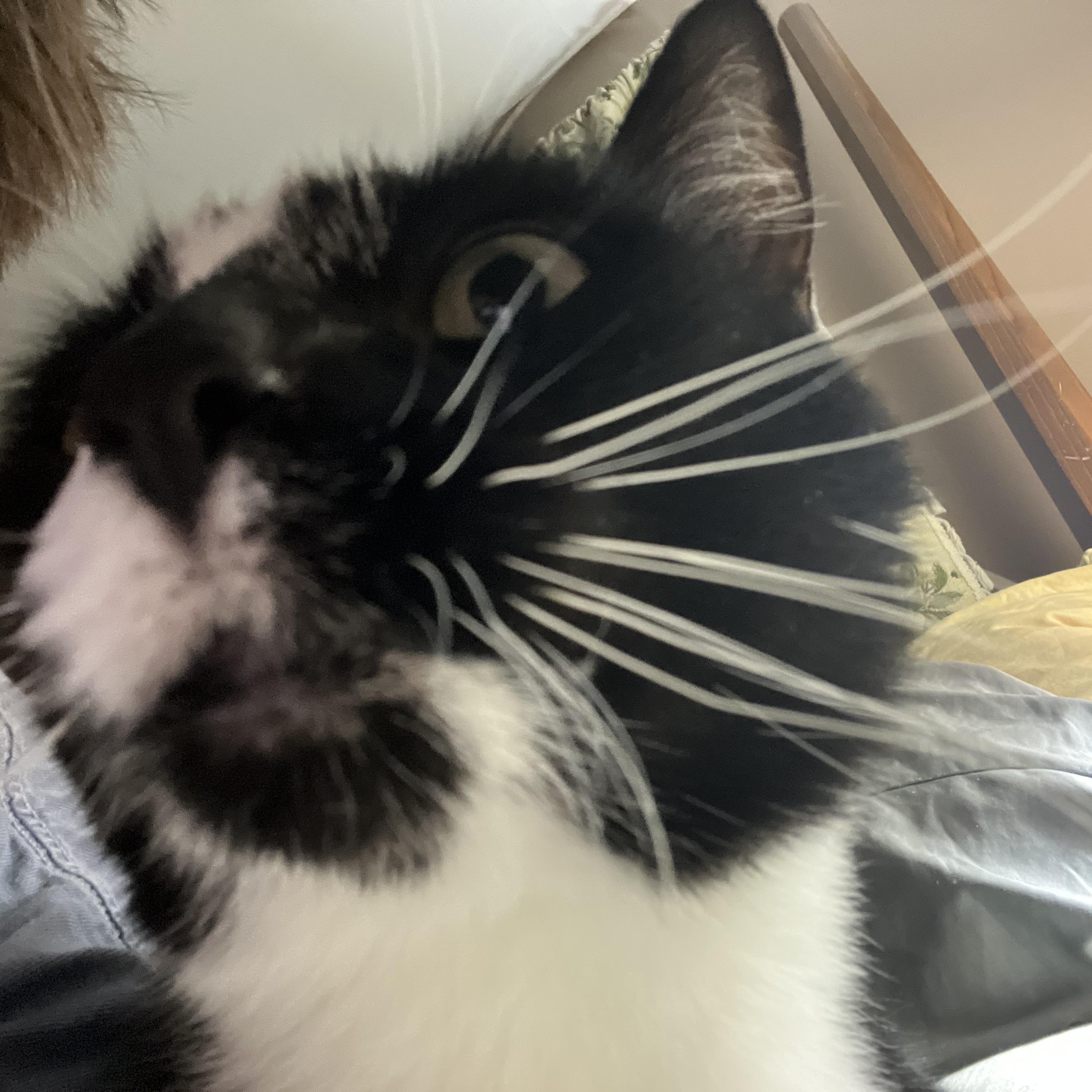 Domino, a ADOPTABLE American Shorthair in North Chesterfield, VA image 3/3