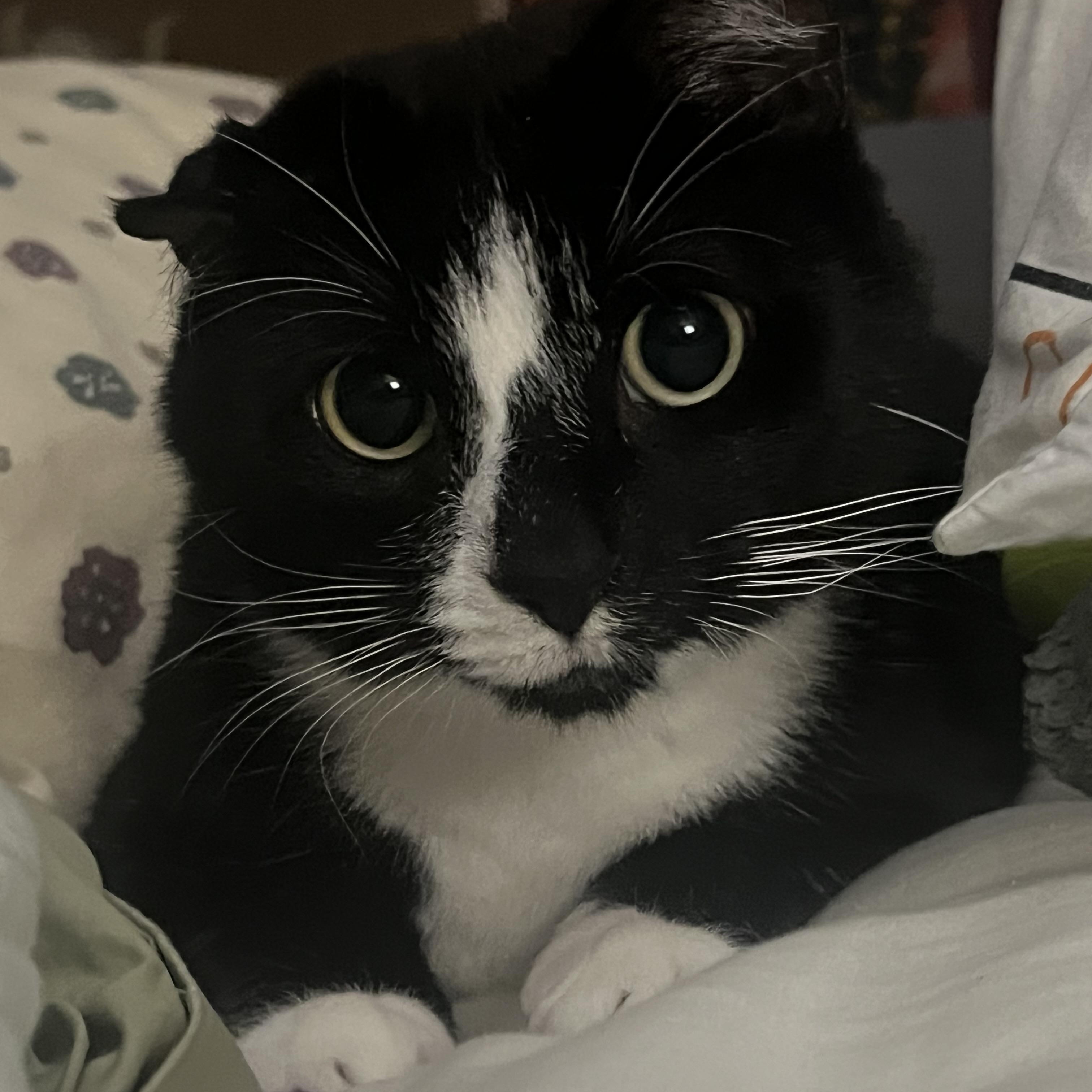 Domino, ADOPTABLE, Adult Male American Shorthair.